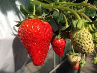 ストロベリーフィールズ　ナカヤマの写真1