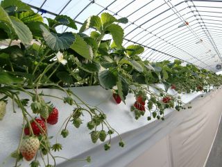 図那いちご園の写真1