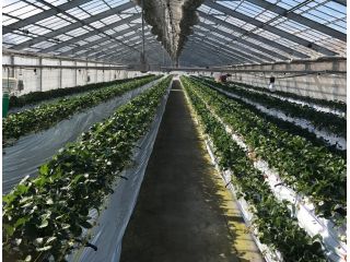 くらもち観光農園の写真1