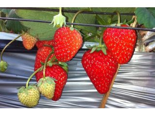 小原農園の写真1