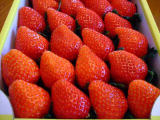 ベリーズファームあつたの写真1