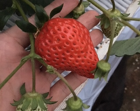 以後﨑いちご園の写真1