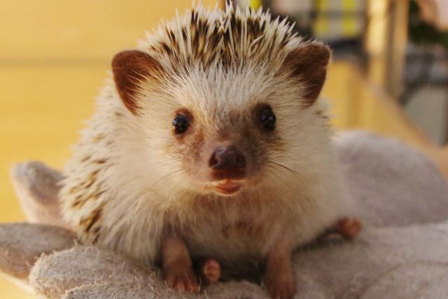 Moff animal cafe(MARKIS 福岡ももち店)の写真1