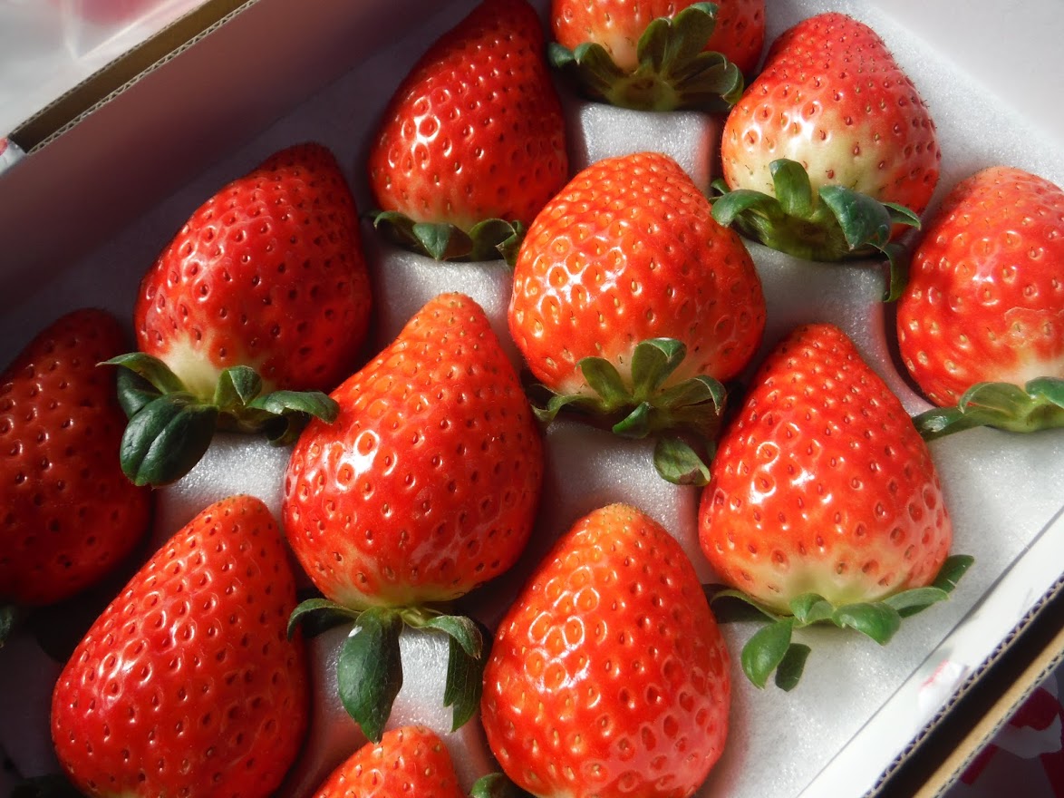 ベリーズファンの写真1