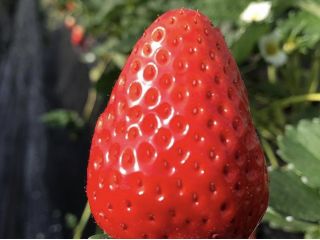 吉村農園の写真1