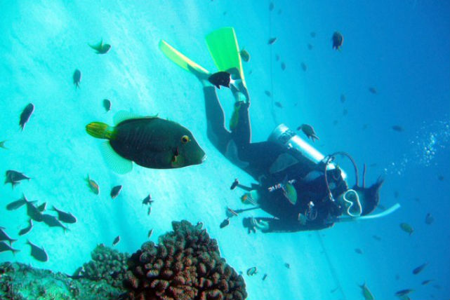 奄美ダイビングスクール はげまりーんの写真1