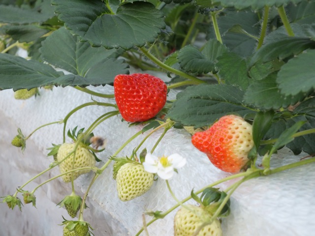 齋藤農園の写真1