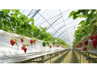 苺工房たけうちの写真1