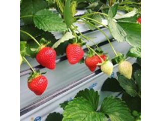 フルトリエ　中村果樹園の写真1