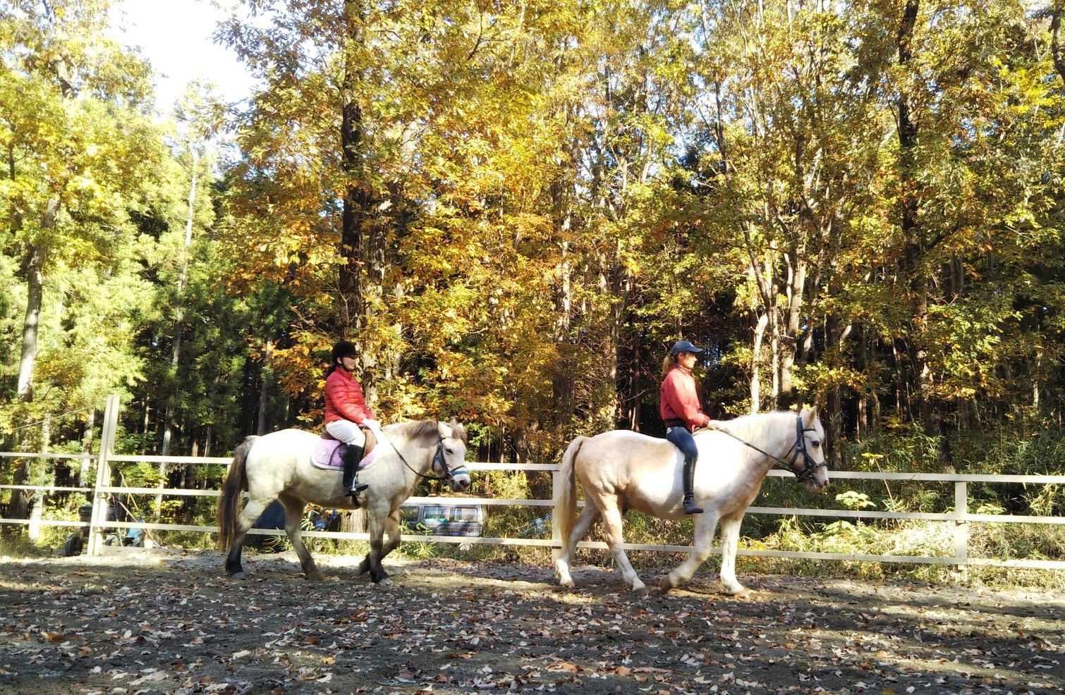 乗馬クラブ アイルの写真1