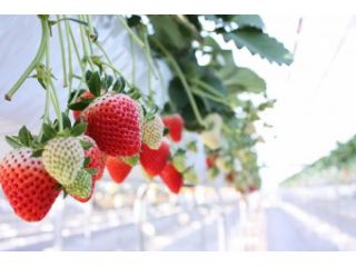 松井ファームの写真1