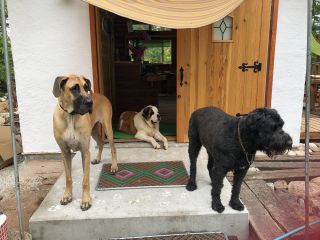 ドックラン　こいぬのワルツ　あづみのの写真1