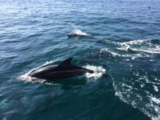 射水海上観光の写真1