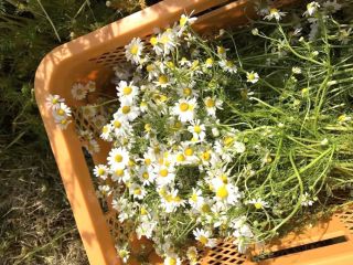 ハーブ農園　ペザンの写真1