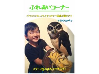 フクロウカフェクルーの写真1