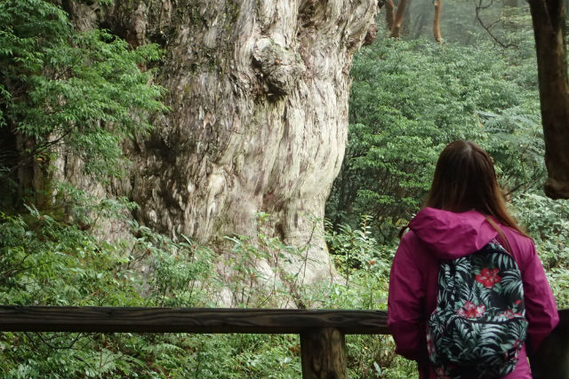 Yamakara屋久島の写真1