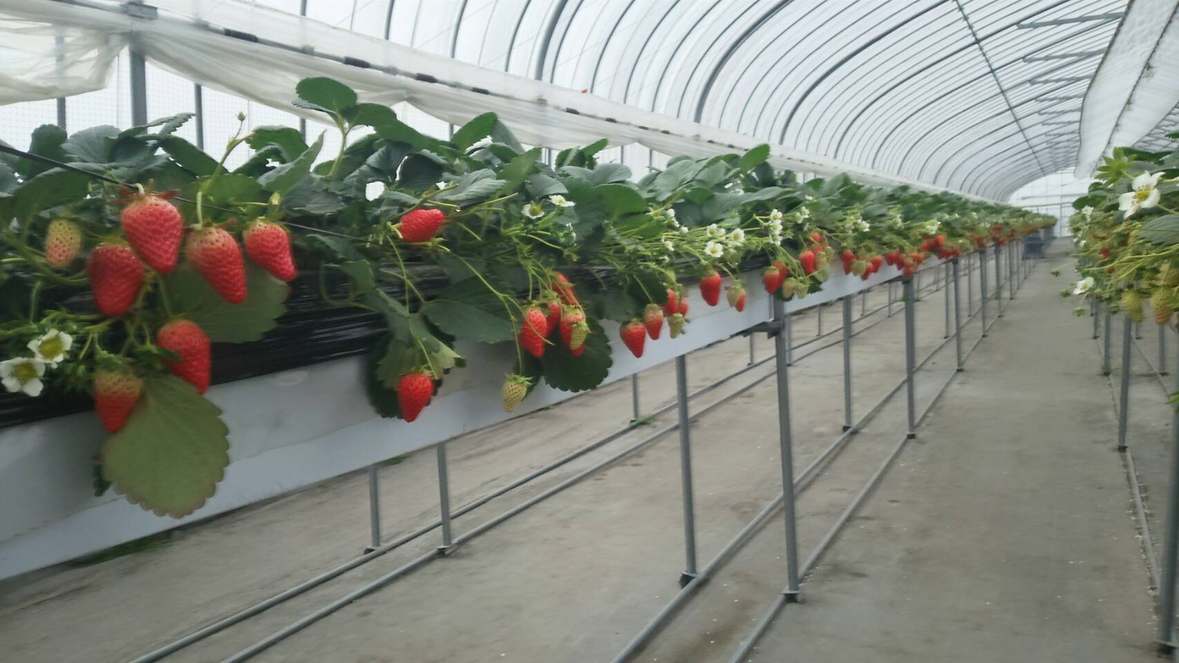 小西ファームの写真1