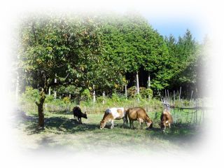 ふくふく牧場の写真1