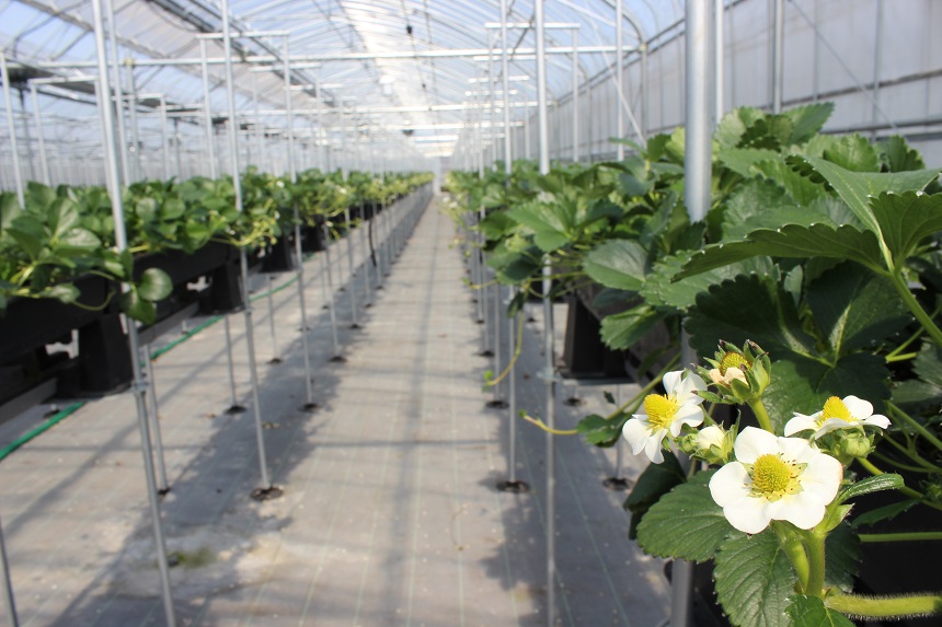 さんいんファームの写真1