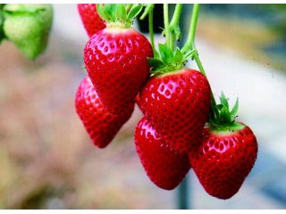 ファースト園芸の写真1