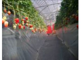 にっこりいちご園の写真1