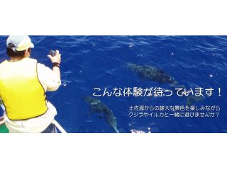 宇佐ホエールウォッチングの写真1