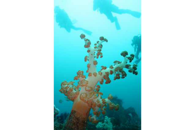 館山ダイビングサービスSARAの写真1