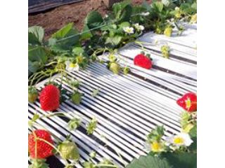 吉村観光農園の写真1