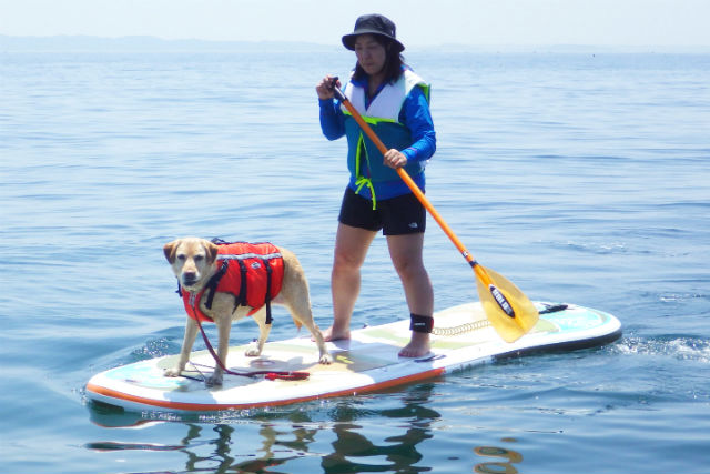 ヨコスカパドルクラブの写真1