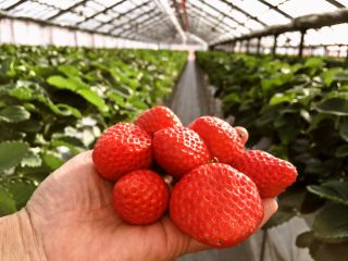 杉山いちご園の写真1