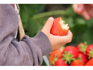 Farmer大百笑の写真1