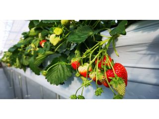 STRAWBERRY　GARDEN　ROYALの写真1