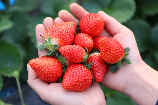 みぶストロベリーファームの写真1