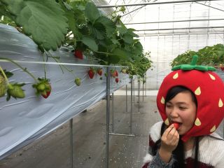 ICHIGO ZANMAIの写真1