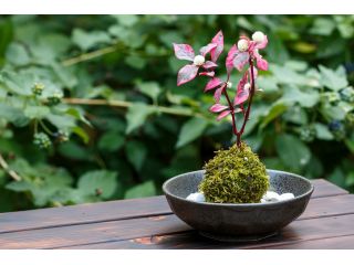 アトリエひまわりの写真1