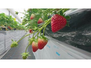 西塩野観光農園の写真1