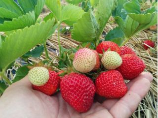 八百楽農園の写真1