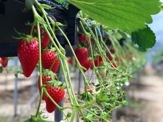 農事組合法人　永昌寺山憩いの農園の写真1