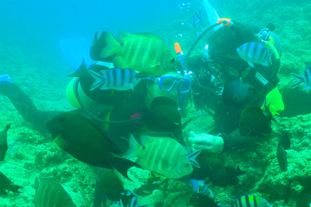 ダイビングスクールアクアプラネットの写真1