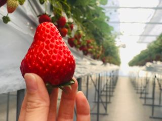 いちごの里　すずき農園の写真1