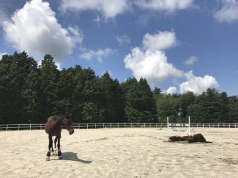乗馬クラブ エクイヴィラの写真1