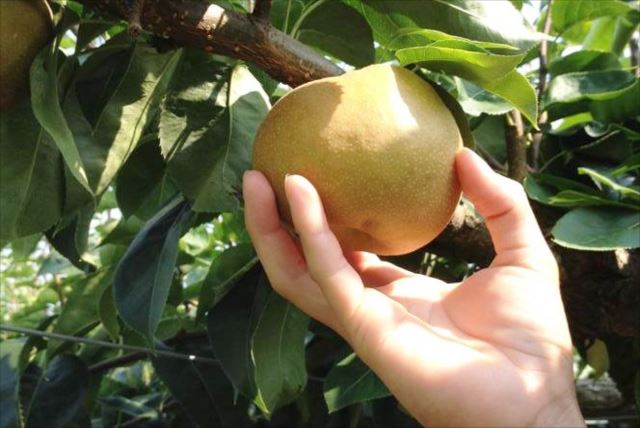 山の駅TAIHOUの写真1