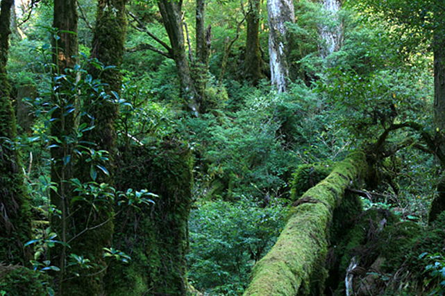 屋久島ガイド旅樂の写真1