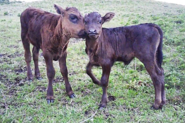 へきんこの会の写真1