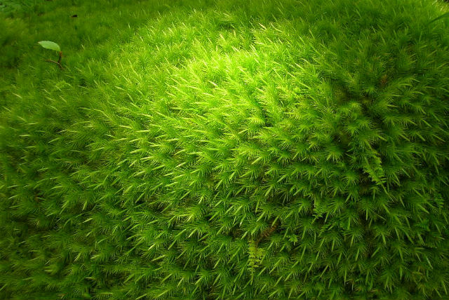 森の旅人の写真1