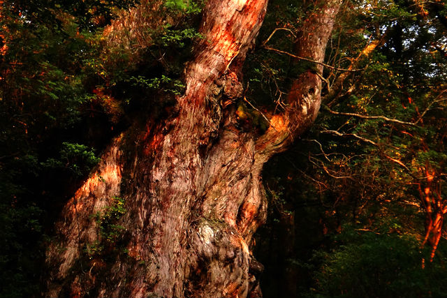 屋久島モストレルの写真1