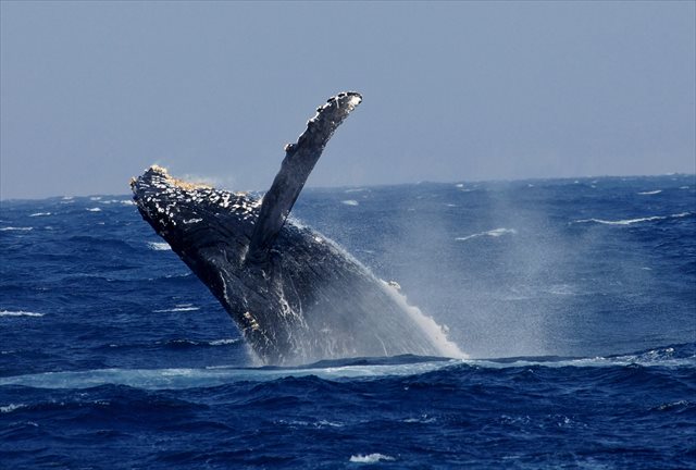 マリンハウスシーサー(那覇店)の写真1