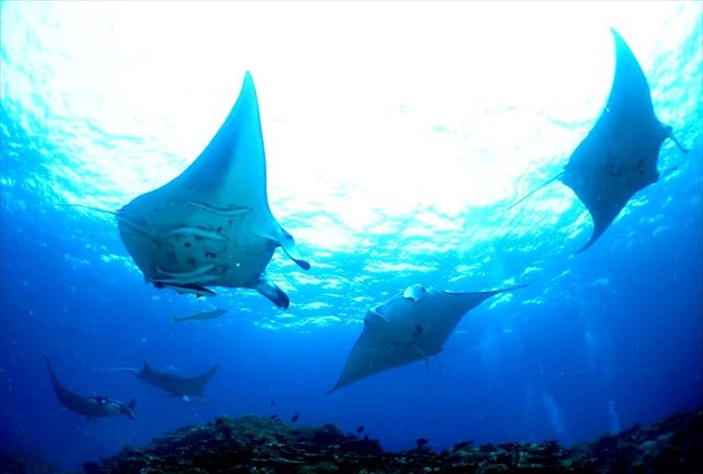 かりゆし石垣島の写真1