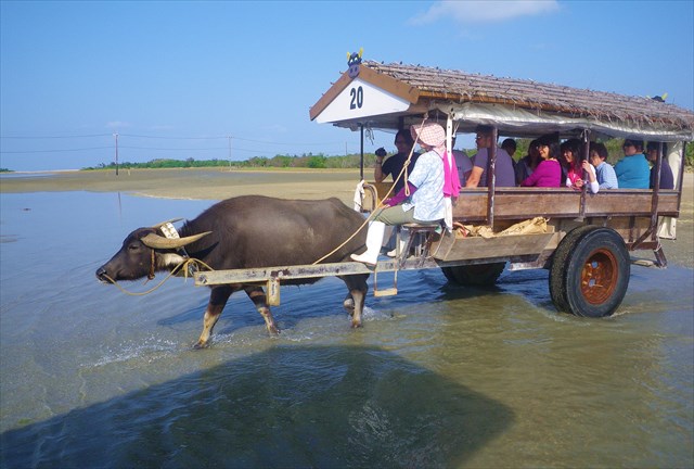 西表島 海月の写真1