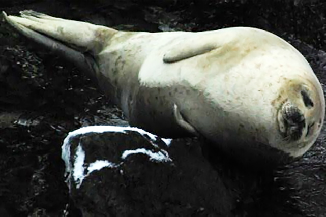 積丹カヤックスの写真1